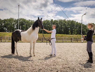 Thema afbeelding bij opleiding Paardensport en -houderij | Instructeur